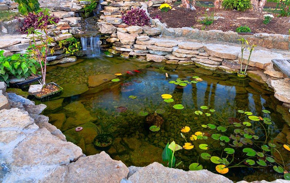 10 Tips For Pond Care and Maintenance - AllPondSolutions