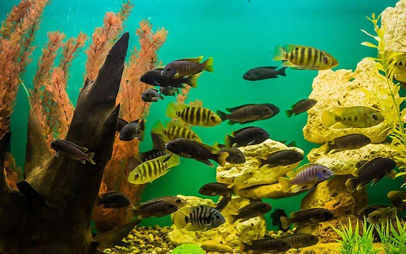4 Great Features You Could Add to Your Aquarium - AllPondSolutions