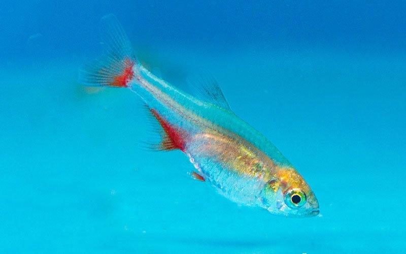 5 Fish That Make the Perfect First Pet - AllPondSolutions
