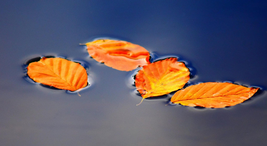 Autumn Pond Care Tips