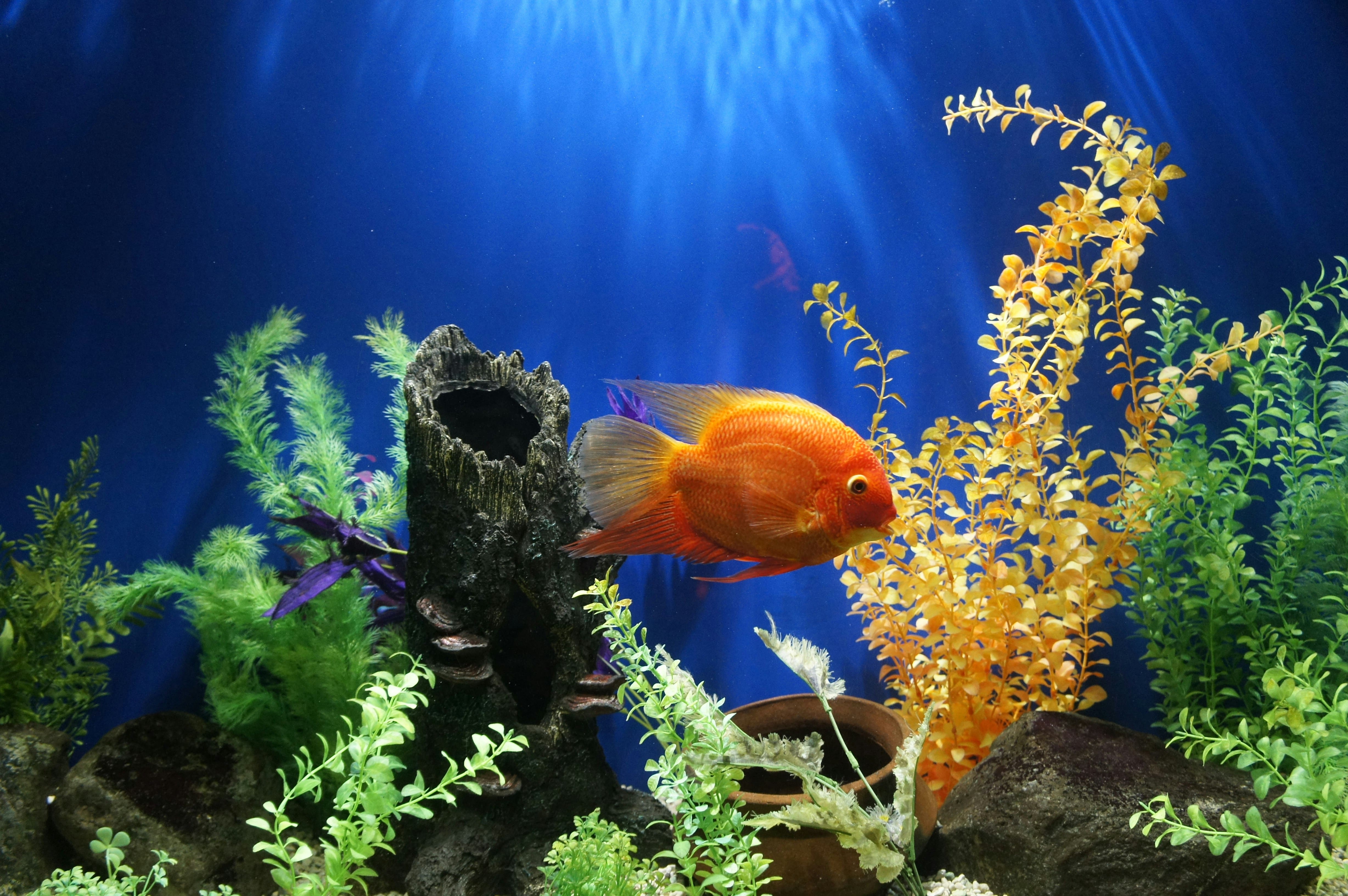 Must-Have Aquariums photo