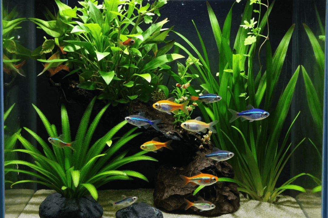 Submersible Aquarium Pump Care Guide AllPondSolutions