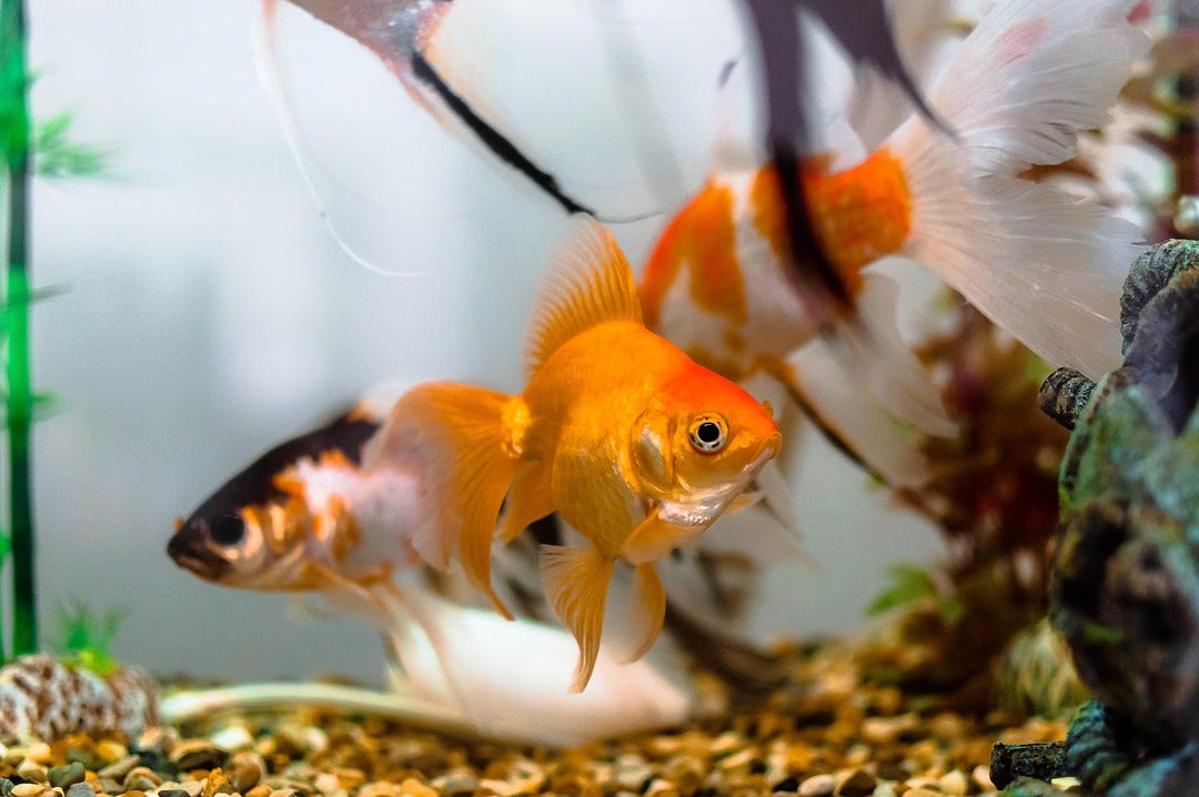 Fish Room Essentials