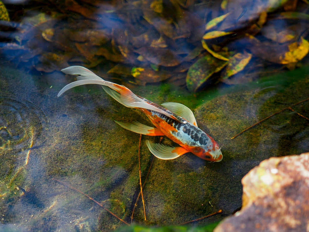 Winter Pond Maintenance