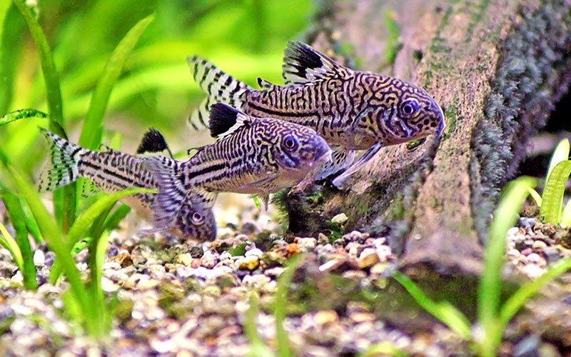 A Fish: The Perfect Christmas Gift? - AllPondSolutions