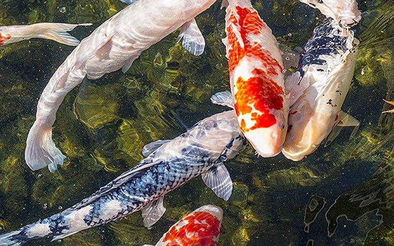 A Guide to Feeding Your Fish - AllPondSolutions