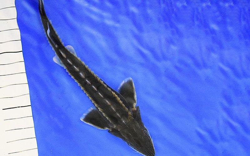A Guide to Keeping Diamond Sturgeon in Your Pond - AllPondSolutions