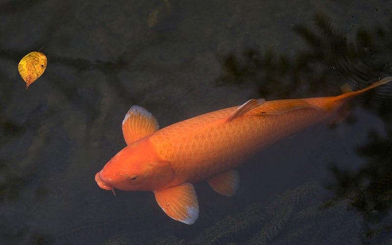 A History of Koi Fish - AllPondSolutions