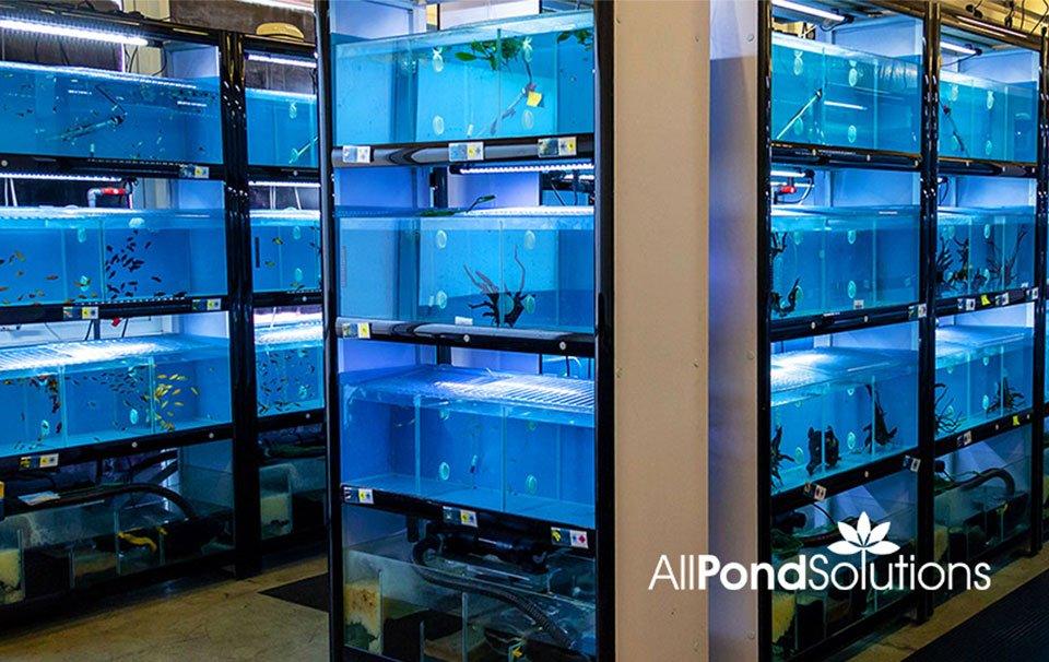 Fish Livestock Now Available! - Wholesale – AllPondSolutions