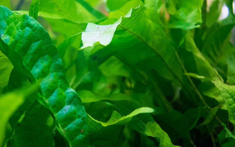 Aquarium plants and Aquascaping for beginners - AllPondSolutions