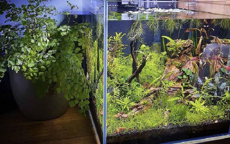 Aquascaping Is Growing In Popularity! - AllPondSolutions