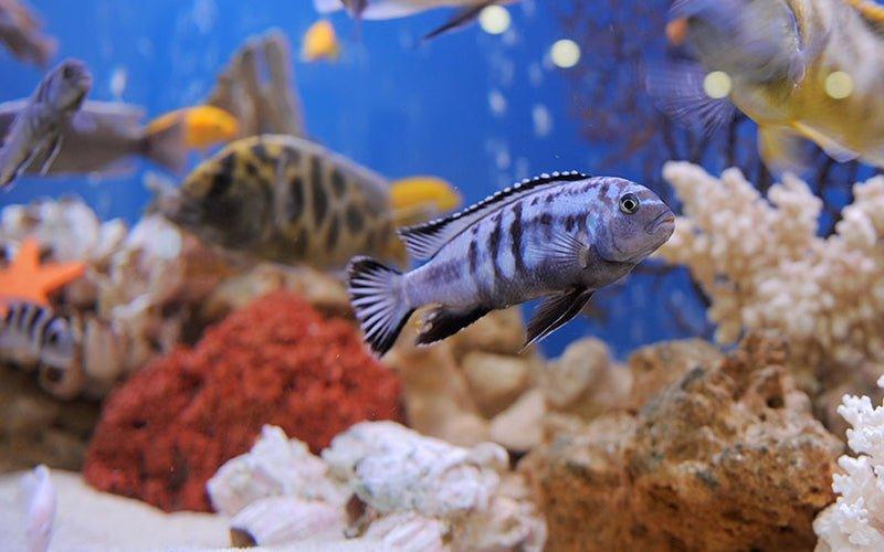 Beat the Heat! - Aquarium Chillers and Fans - AllPondSolutions