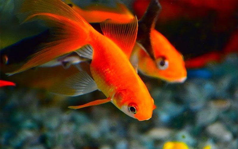 Beginner's guide to setting up your first aquarium - AllPondSolutions