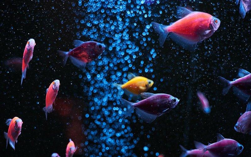 Best Aquarium Filters for a Beginner Tank - AllPondSolutions