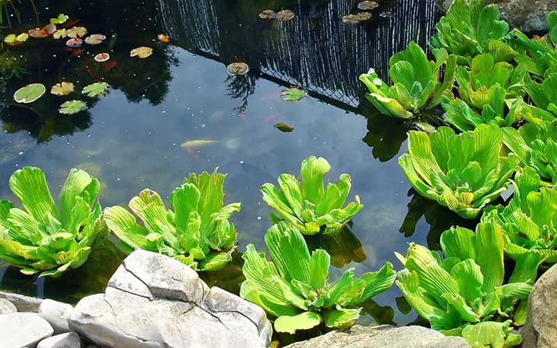 Best Pond Lights for Your Pond - AllPondSolutions