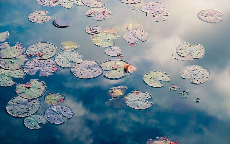 Best Pond Pumps From AllPondSolutions - AllPondSolutions