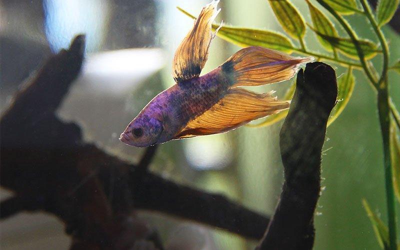 Betta Fish in a Community Tank - AllPondSolutions