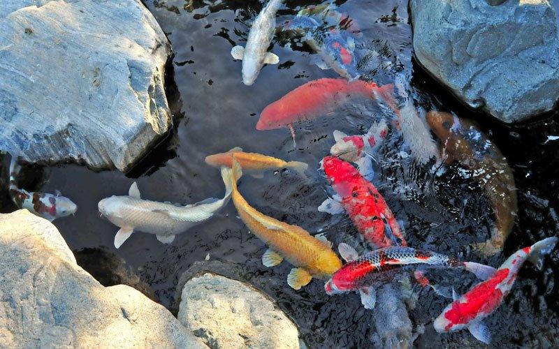 Can I add fish to my pond in the winter? - AllPondSolutions
