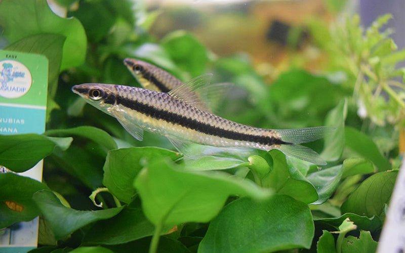 Choosing the Best Aquarium Plants for Your Fish Tank - AllPondSolutions