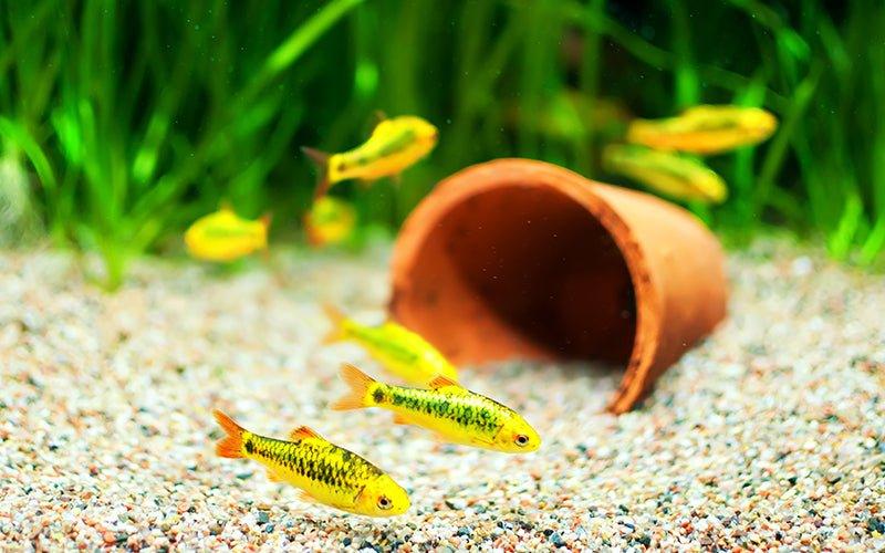Choosing the Right Aquarium Substrate for Your Aquarium - AllPondSolutions