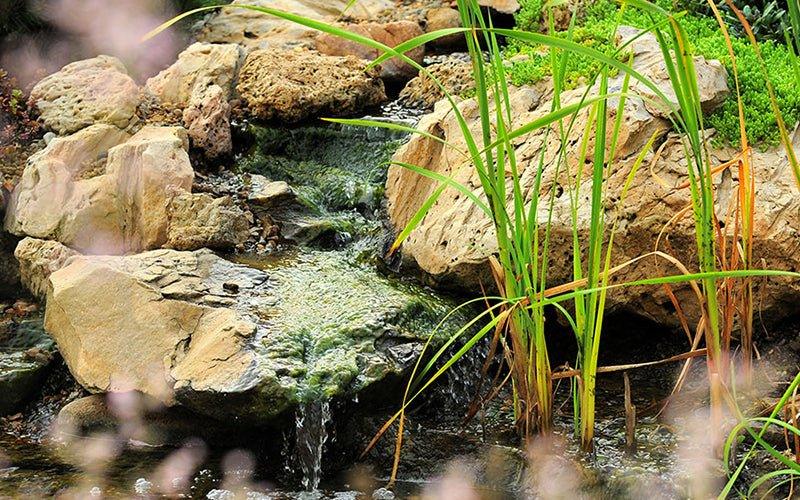 Common Pond Myths Debunked - AllPondSolutions