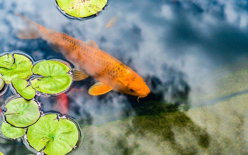 Common Pond Water Issues and How to Fix Them – AllPondSolutions