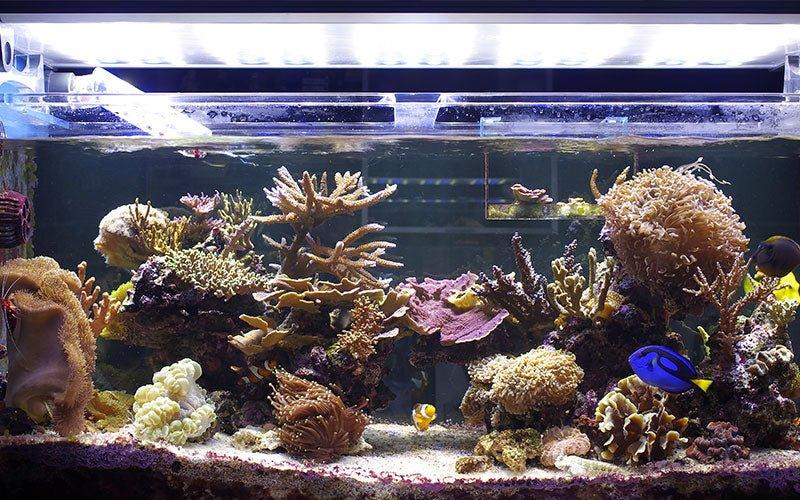 Creating an Idyllic Marine Aquarium - AllPondSolutions