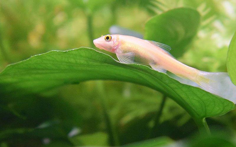 Creating the Best Planted Aquarium - AllPondSolutions