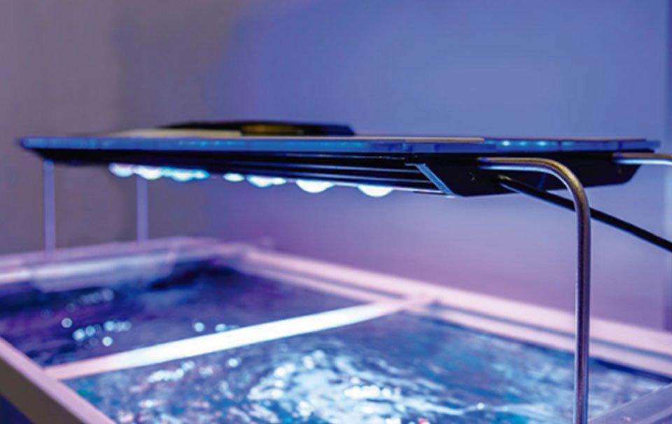 Customer Review : Zetlight - AllPondSolutions