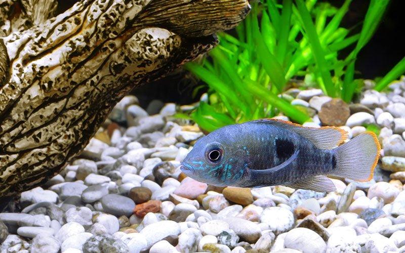 Do I Need to Use an Aquarium Cooling Fan? - AllPondSolutions