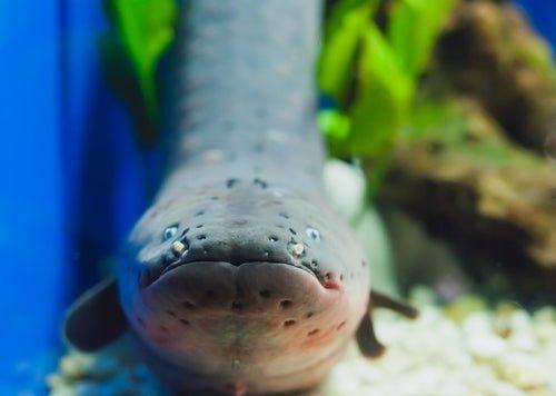 Electric Eels "Remote Control" Other Fish - AllPondSolutions