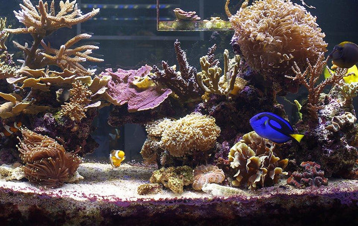 Finding Dory: A Cautionary Tail into Responsible Fishkeeping