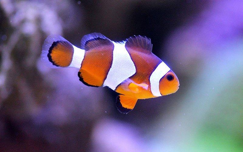 Finding Your Own Nemo: Why Owning a Clownfish is Hard Work - AllPondSolutions