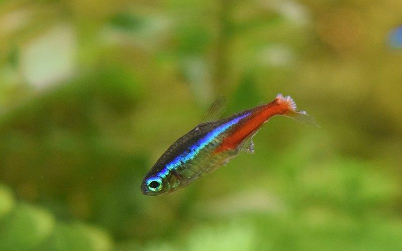 Fish Diseases: Their Symptoms & How to Treat Them - AllPondSolutions