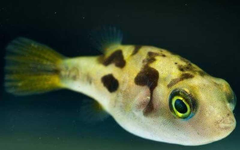Fish Files: Dwarf Yellow Puffer - Carinotetraodon travancoricus - AllPondSolutions
