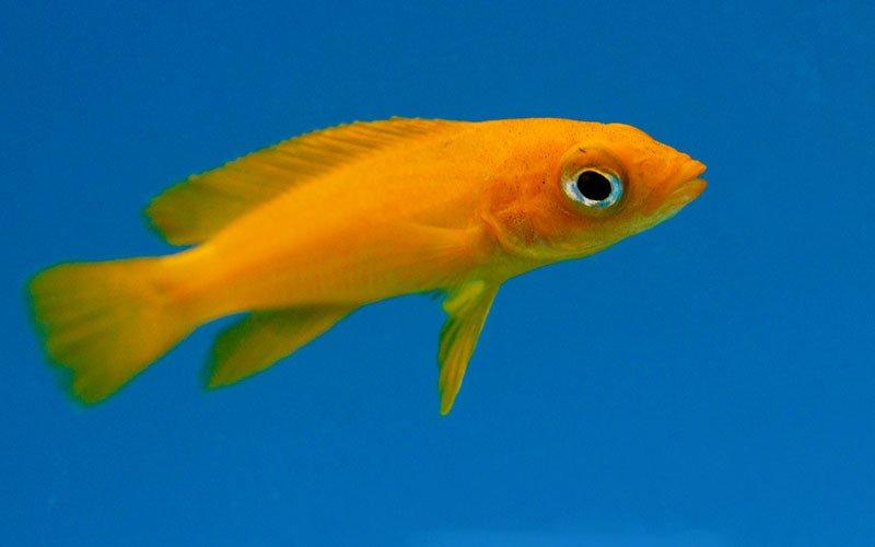 Fishkeeping Myths - AllPondSolutions
