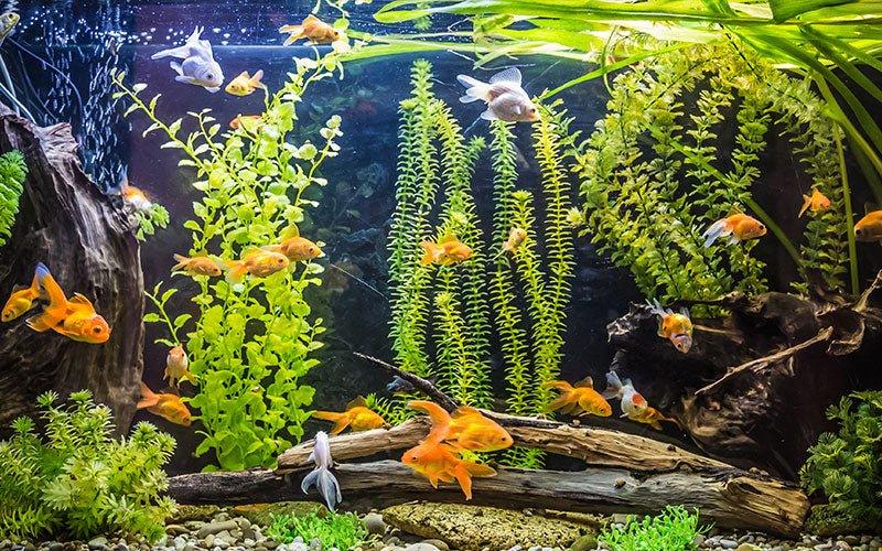 Getting the Best Results from Your Aquarium Filter - AllPondSolutions