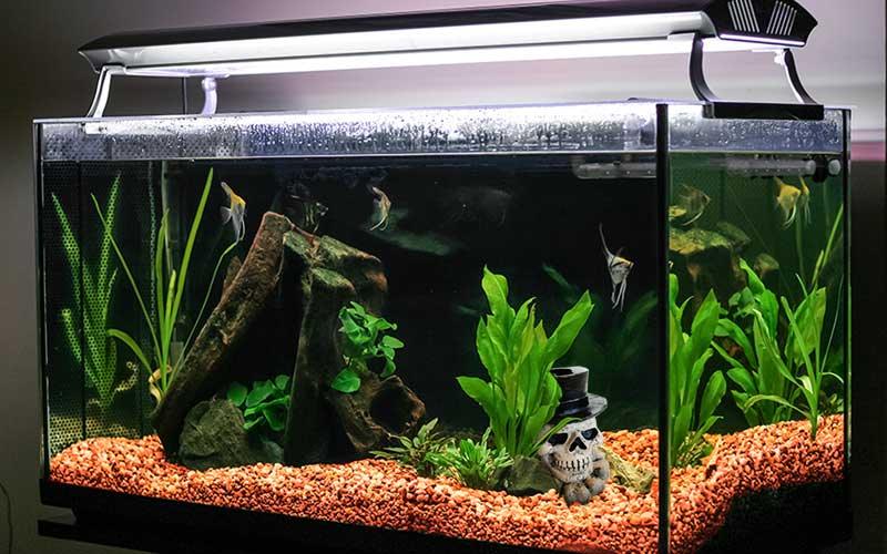 Give Your Fish Tank A Halloween Makeover - AllPondSolutions
