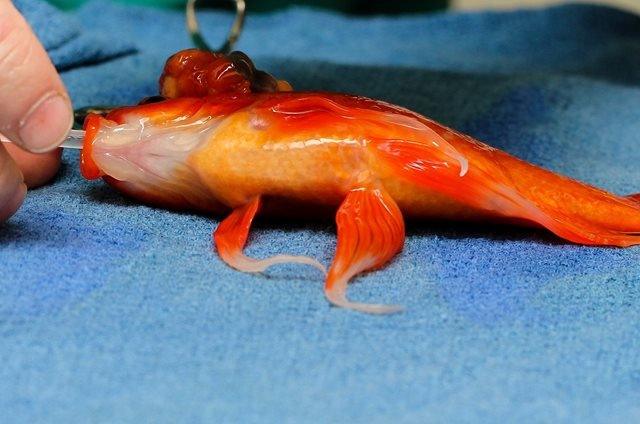 Goldfish Surgery Saves George - AllPondSolutions