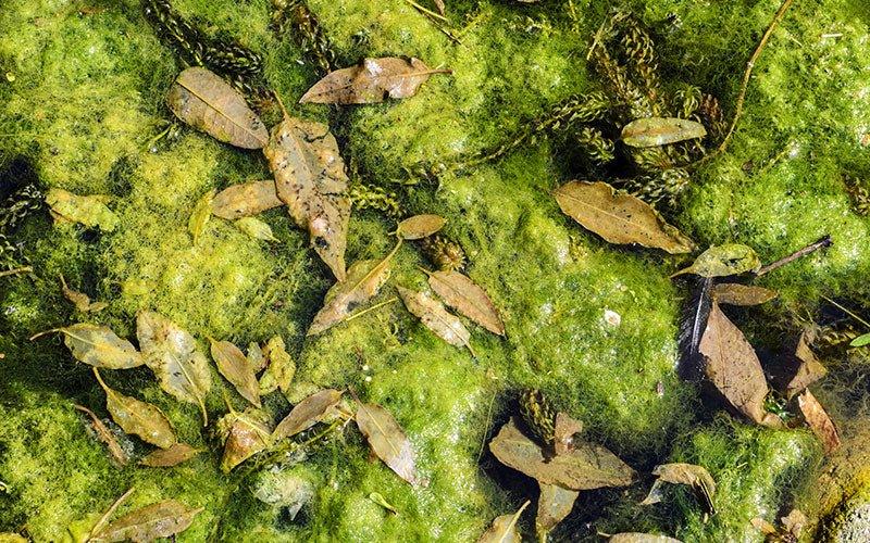 How Do I Get Rid Of Blanket Weed In My Pond? - AllPondSolutions