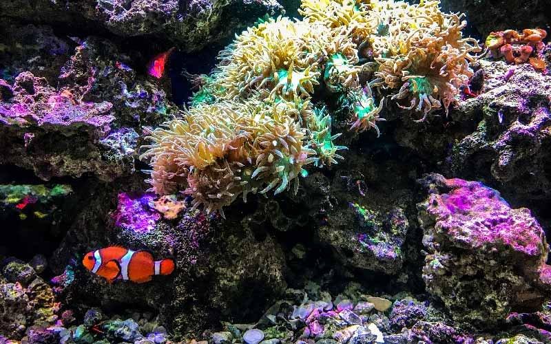 How Hard is it to Keep Marine Fish? - AllPondSolutions
