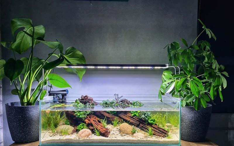 How Long Should You Leave LED Light on Fish Tank? - AllPondSolutions