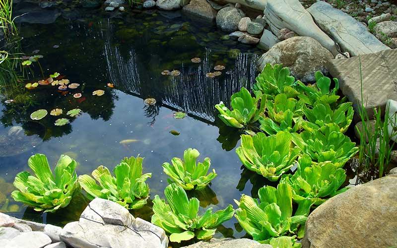 How much water is in my Pond? Pond Volume Calculator - AllPondSolutions