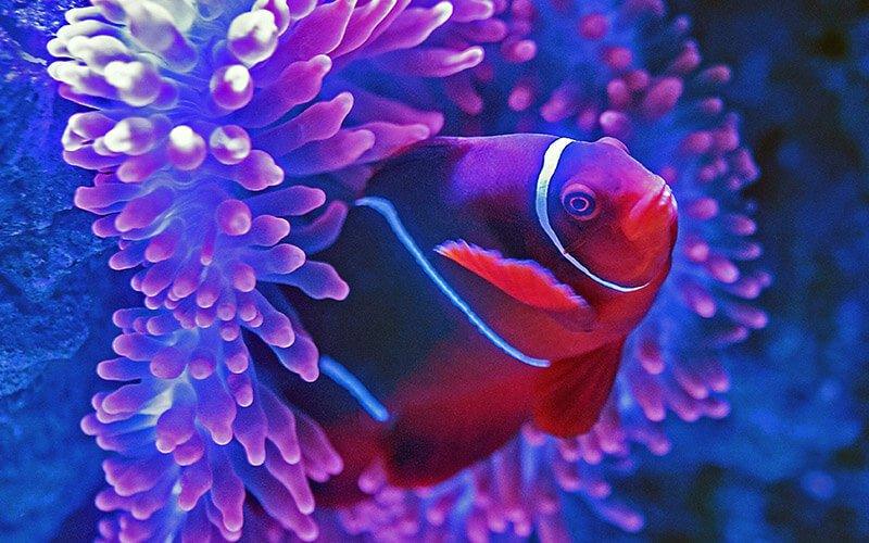 How to Choose LED Lights for Aquarium? - AllPondSolutions