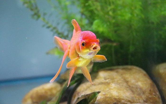 How to Choose the Best Aquarium Heater