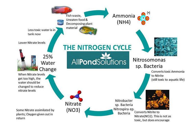 How and Why to Cycle a Fish Tank: A Beginner’s Guide – AllPondSolutions