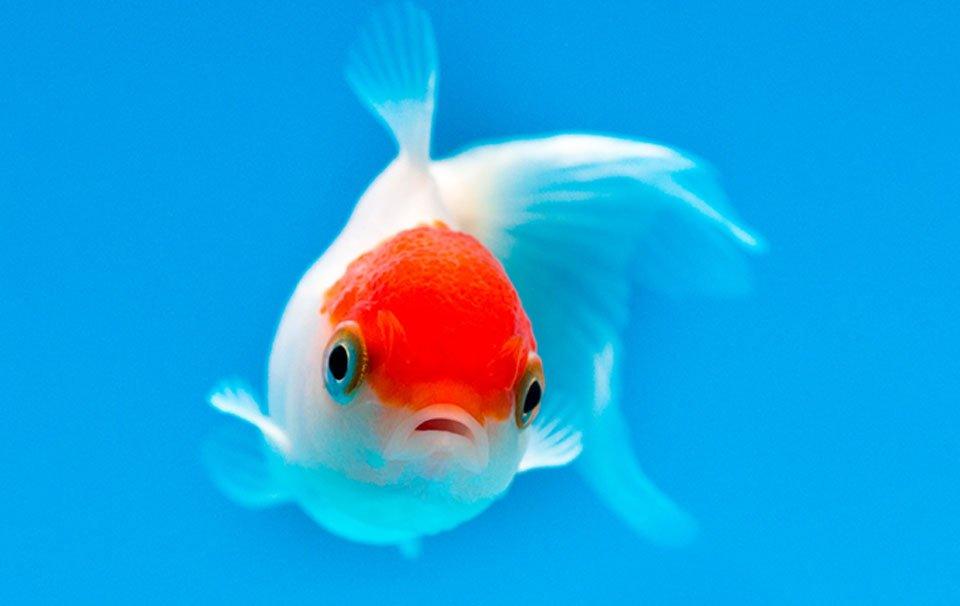 How to Look After A Goldfish - AllPondSolutions