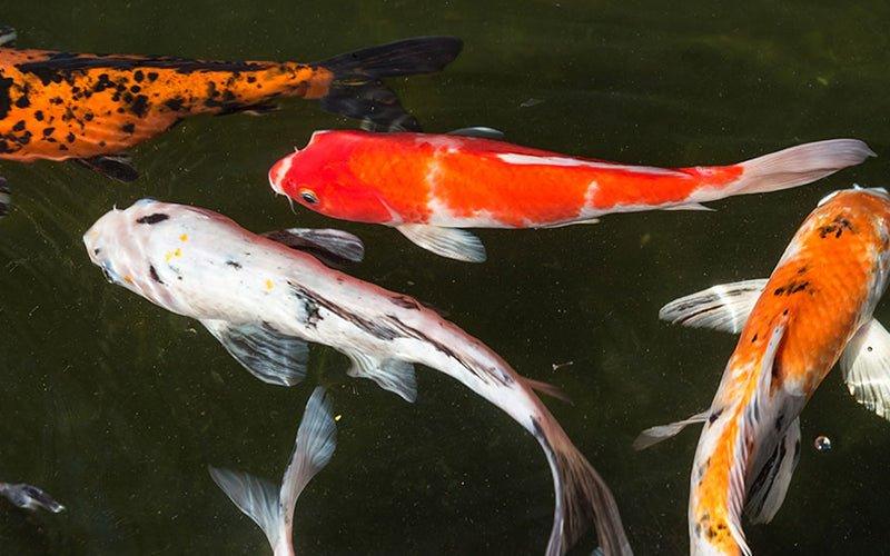 How To Not Kill Your Koi - AllPondSolutions