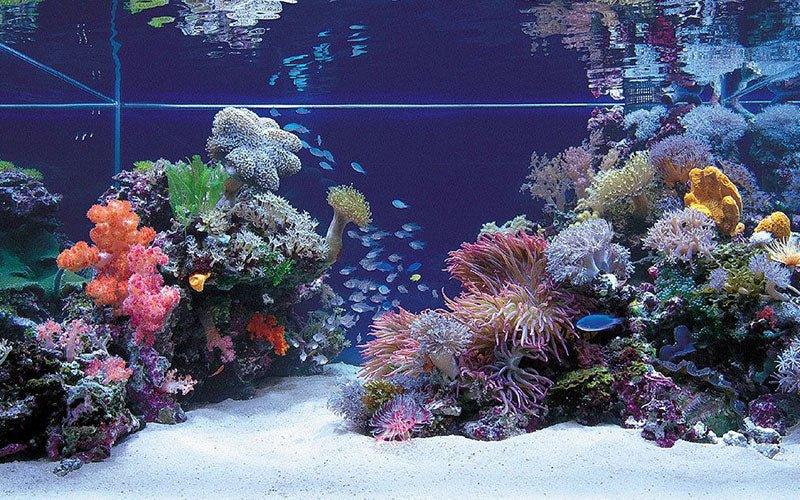 How To Set Up A Marine Aquarium - AllPondSolutions
