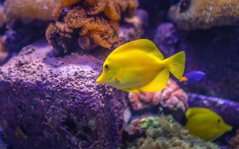 How to Showcase Your Aquarium Fish on Social Media - AllPondSolutions